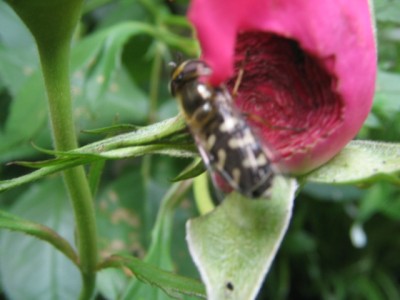 Wer nagt an meiner Rosenblüte 002.JPG