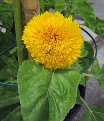 Sonnenblume Teddybär_1242.jpg