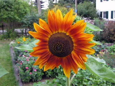 Sonnenblume_1239.jpg