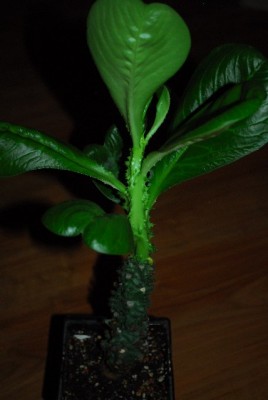 Monadenium 015yy.jpg