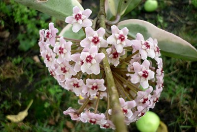 h. carnosa bicolor.JPG