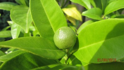 Orange Frucht-2.jpg