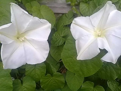 Ipomoea alba-3.jpg