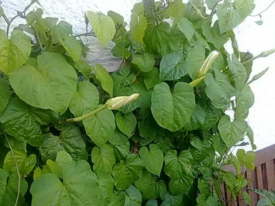 Ipomoea alba-1.jpg