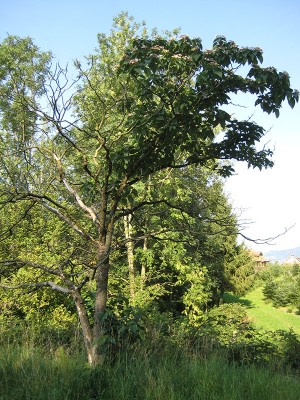 130830_unbekannter_2_baum.jpg