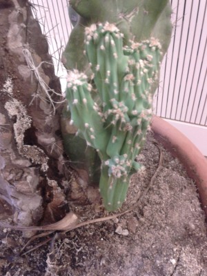 Kaktus-Dagmar-C_IMG_20130913_184858_sm.jpg