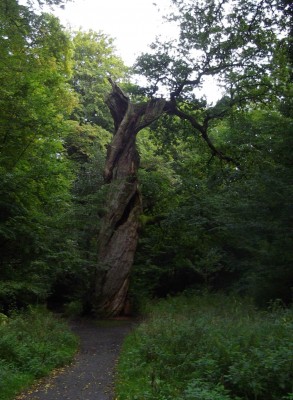 bekanntester Baum im Urwald.jpg