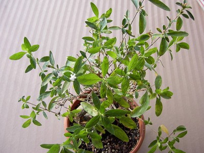 Junischnee3 - Serisssa Foetida.JPG