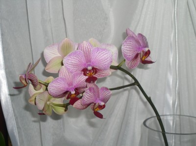 orchidee.JPG