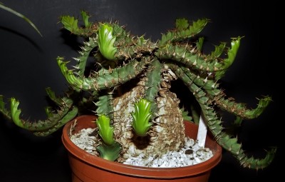Euphorbia stellata.jpg