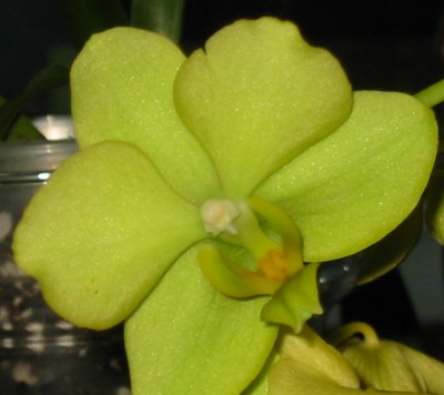 Orchidee15.JPG