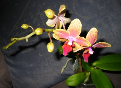 Orchidee8.JPG