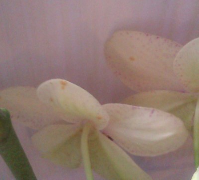Orchidee3.jpg