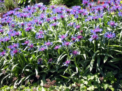 Flockenblume (Centaurea montana)2.JPG