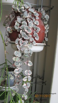 Ceropegia woodii variegata.jpg