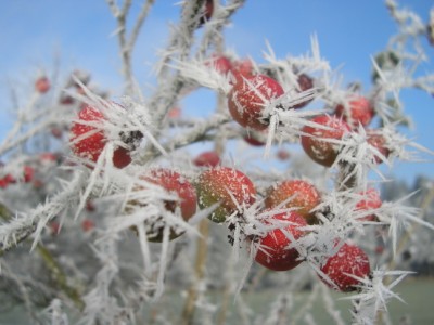 0winterhageputte.JPG