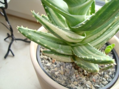 Aloe mitriformis variega (2).JPG