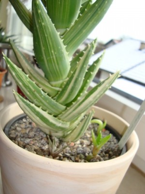 Aloe mitriformis variega (3).JPG