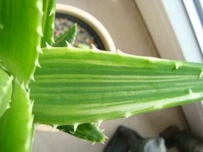 Aloe mitriformis variegata.jpg