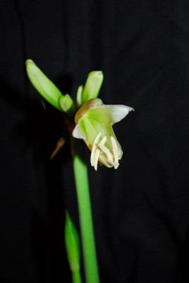 Hippeastrum1314 006yy.jpg