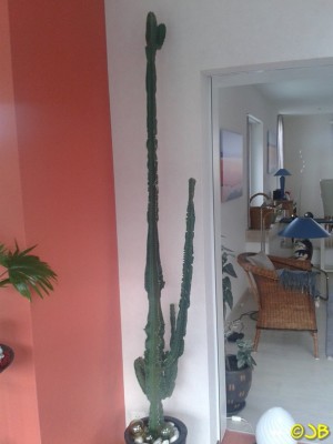 Kaktus k.jpg
