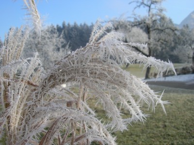 0wintermiscanthus.JPG