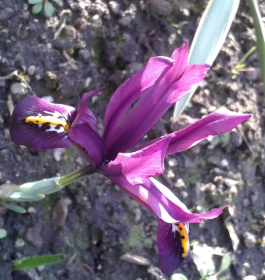 Iris reticulata 1.jpg