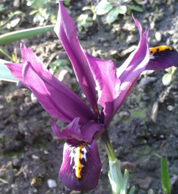 Iris reticulata 2.jpg