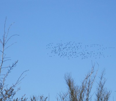 Frühling 2014 022.jpg