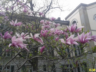 Magnolie (Kopie).jpg