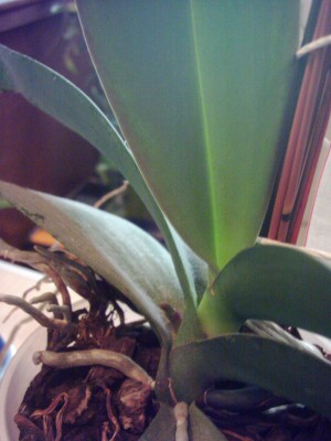 Phalaenopsis die 2 (2).JPG