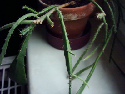 Kaktus (2).JPG
