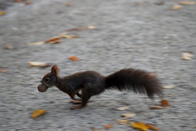 dsc_8392_auf_der_Flucht.jpg