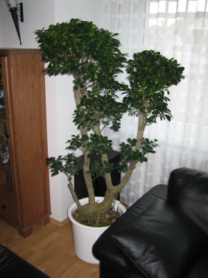 Ficus Retusa.JPG