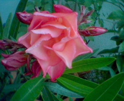 3 Oleander Stecklinge rose gefüllt mit Duft MADAME ALLEN 