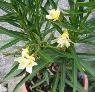 Oleander2.JPG