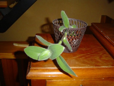 Tradescantia b.jpg