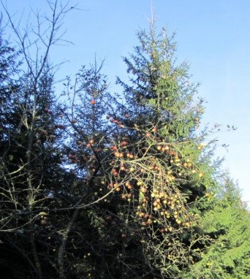 Apfelbaum mitten im Wald.jpg