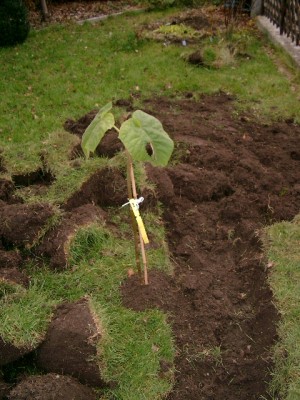 Blauglockenbaum von Baldur.jpg