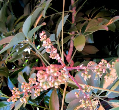 Schefflera arbicola variegata.jpg