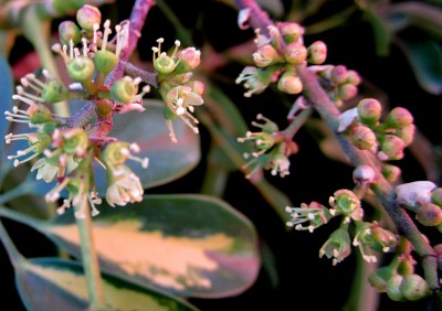 Schefflera Blüten.jpg