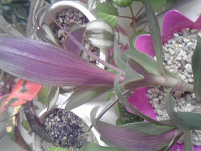 tradescantia002.jpg