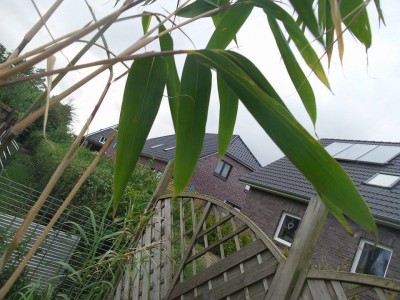 Bambus 1.jpg