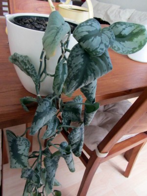 Philodendron 1.JPG