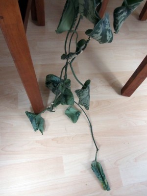 Philodendron3.JPG