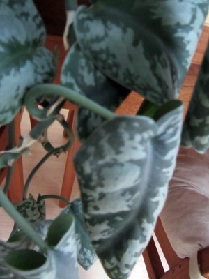 Philodendron4.JPG