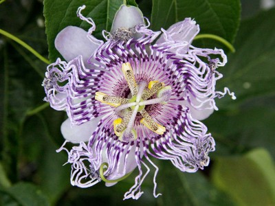 130726_passiflora_incarnata.jpg