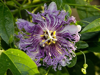 130815_passiflora_incarnata.jpg