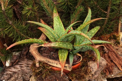 Aloe 2010-183 (2).jpg