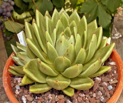 Echeveria ´Lucas´ 2009-198 (1).jpg